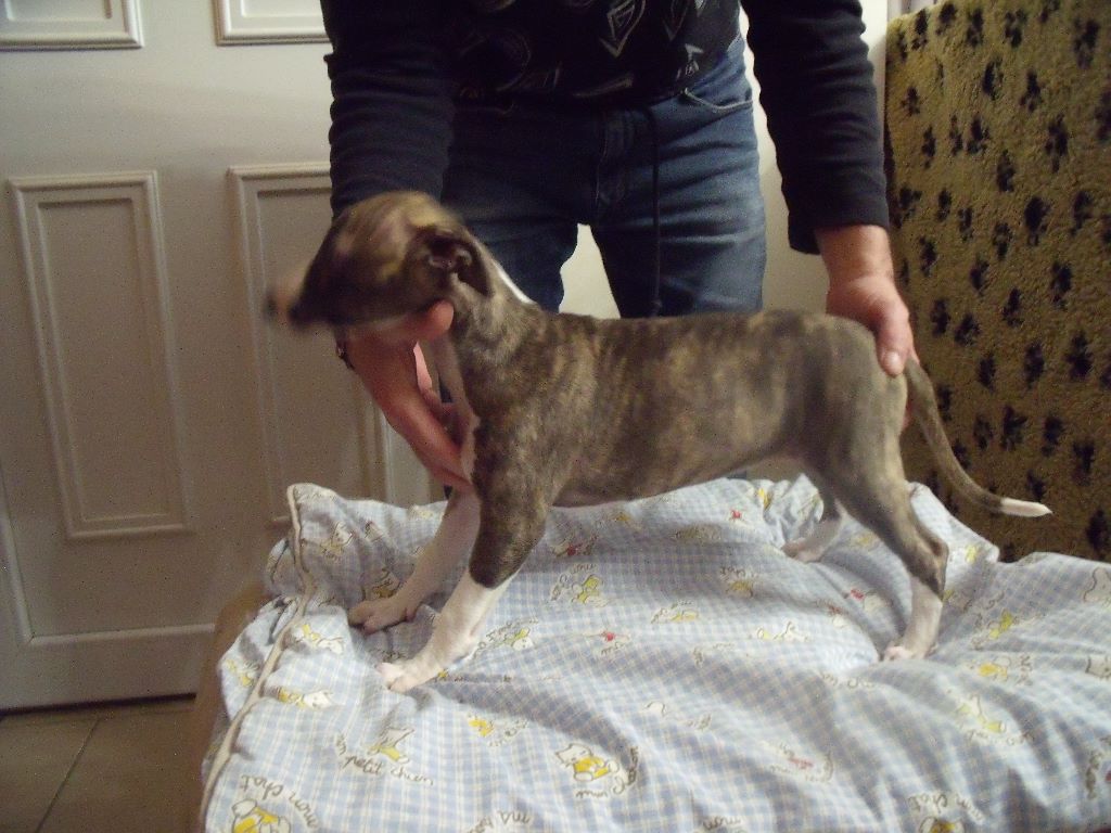 De La Bertinière - Whippet - Portée née le 17/12/2020