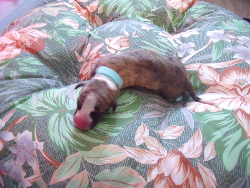 De La Bertinière - Whippet - Portée née le 28/09/2016