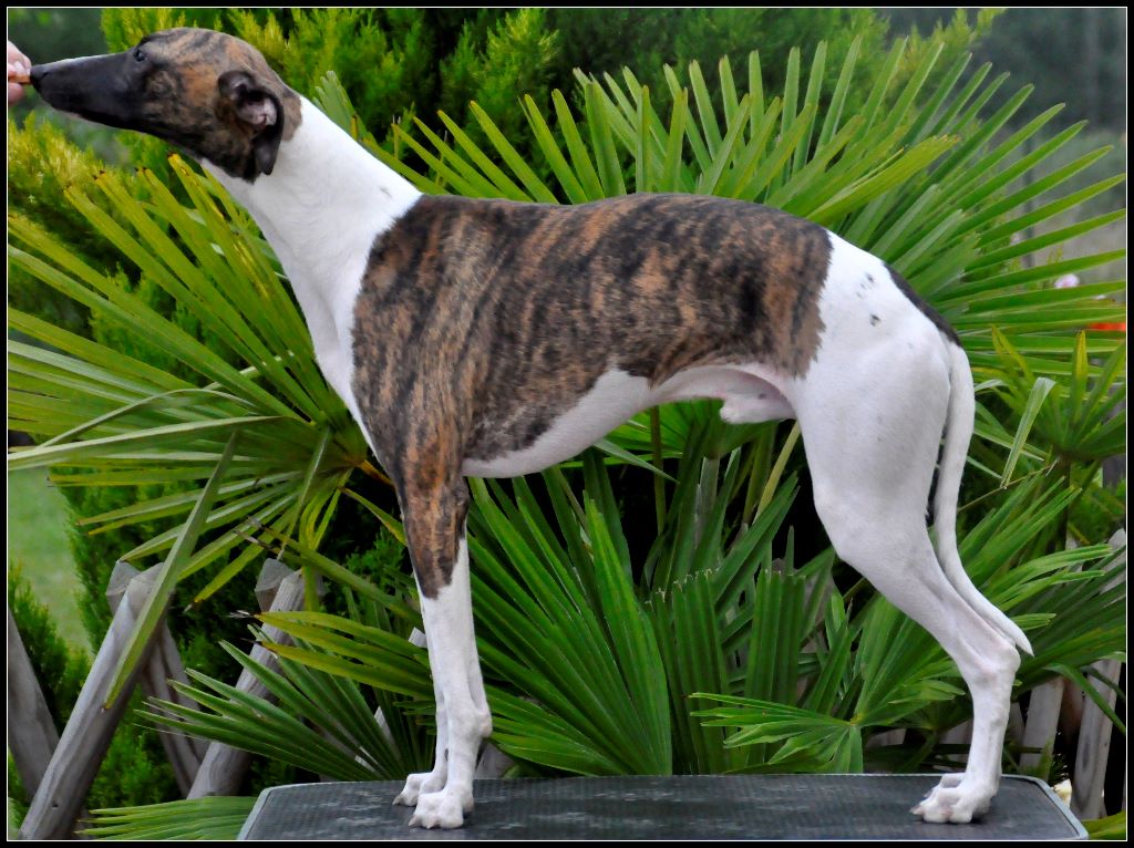 De La Bertinière - Whippet - Portée née le 11/09/2016